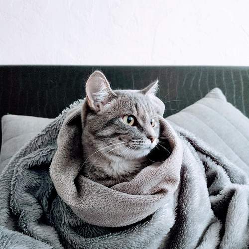 Photo #8650850