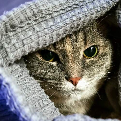 Photo #8650884