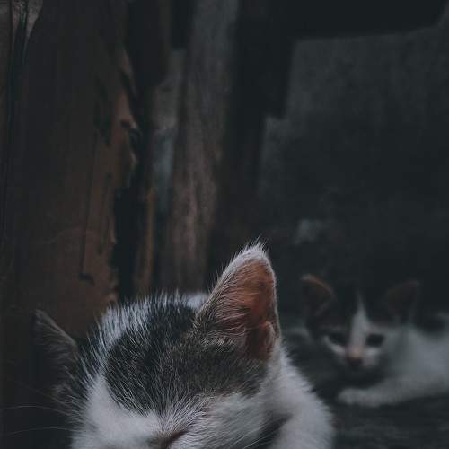 Photo #8650915