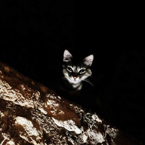 Photo #8650962