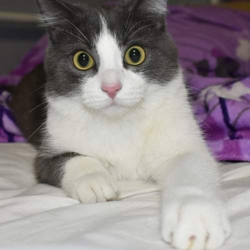 Photo #8651082