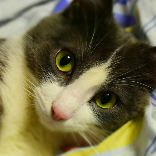 Photo #8651097