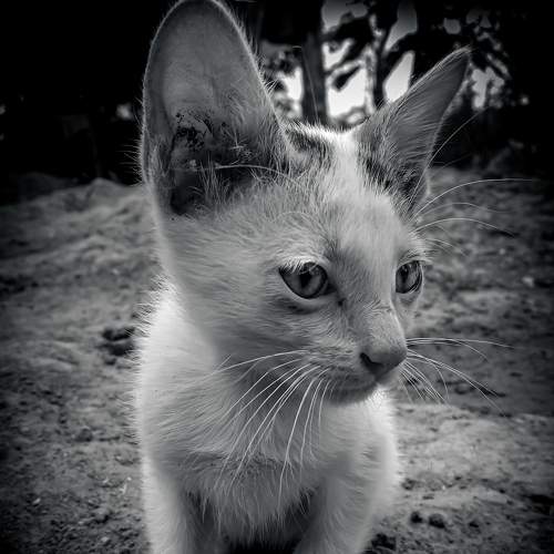Photo #8651361