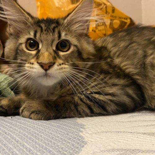 Photo #8651477