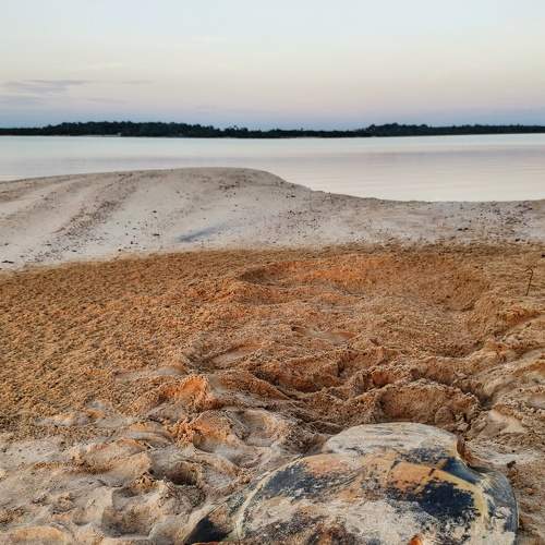 Tartaruga da Amazônia, Podocnemis Expansa