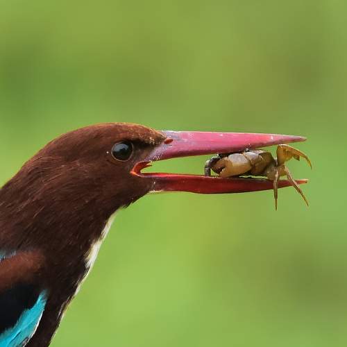 White-throated kingfisher