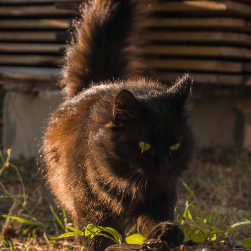 Photo #8651869