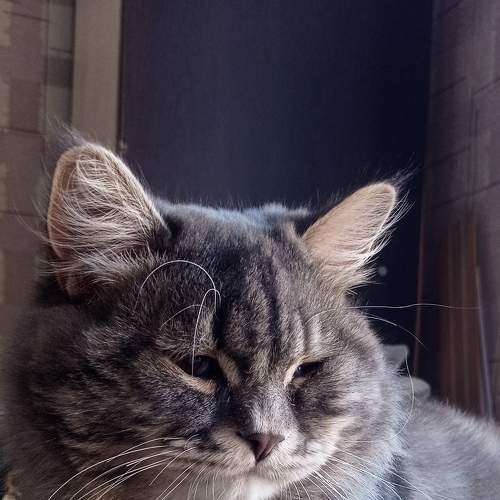 Photo #8652047