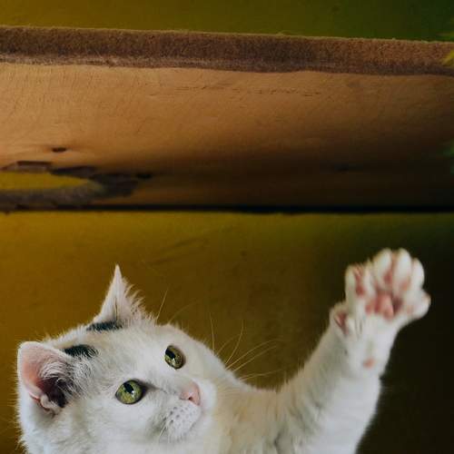 Photo #8652413