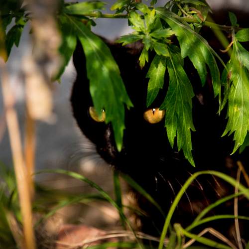 Photo #8652489