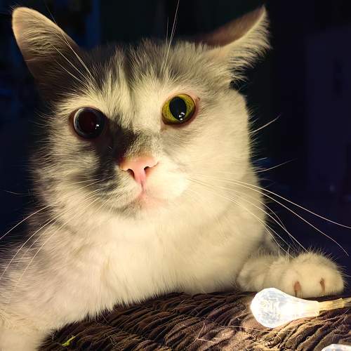 Photo #8652640