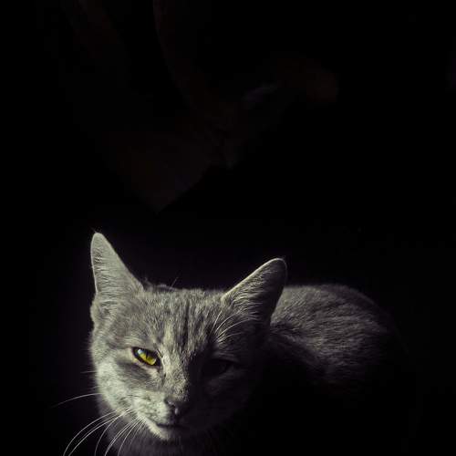 Photo #8652773