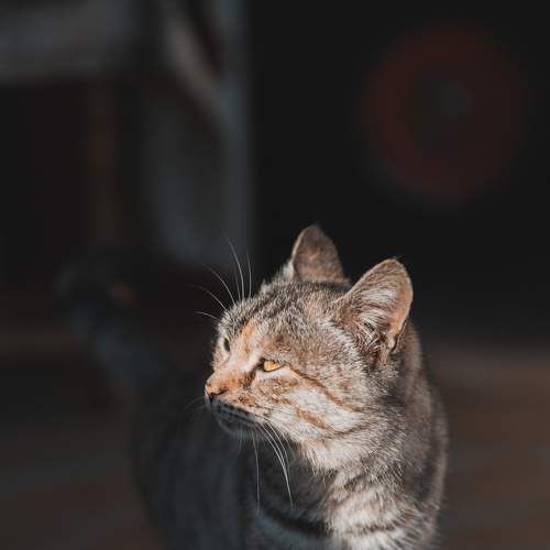 Photo #8652807