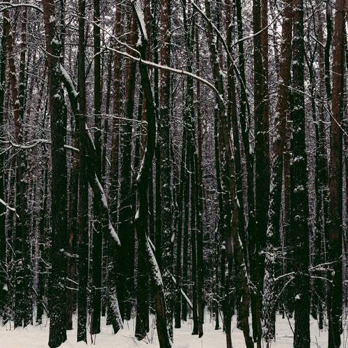 Photo #8652815