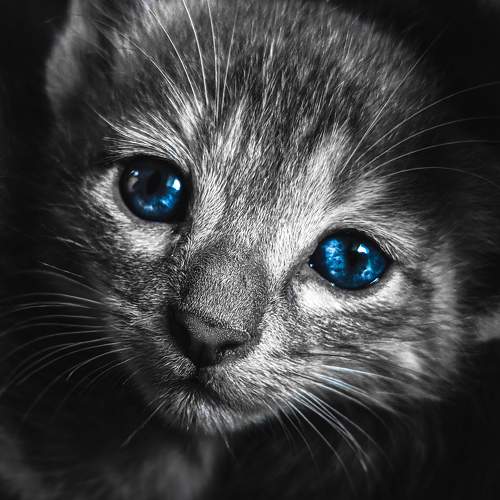 Cat close up photo