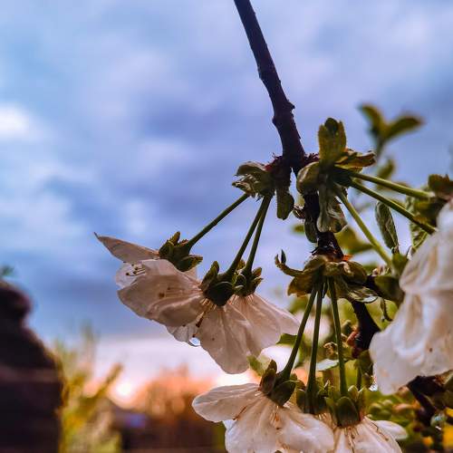 Photo #8653023