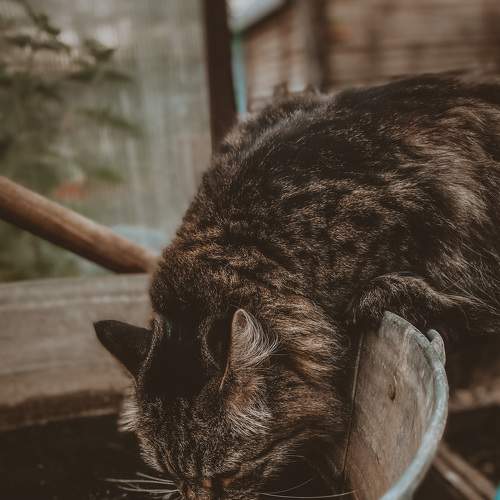 Photo #8653070