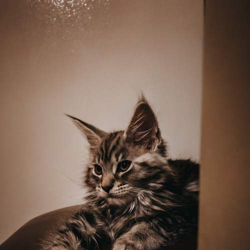 Photo #8653184