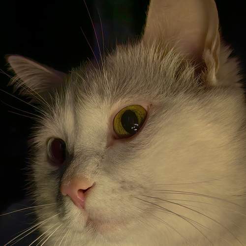 Photo #8653581