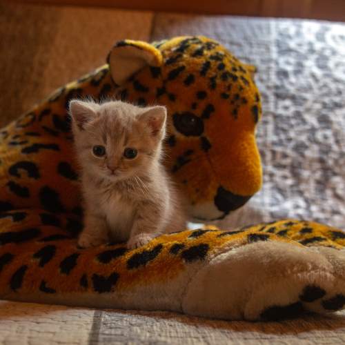 Photo #8653699