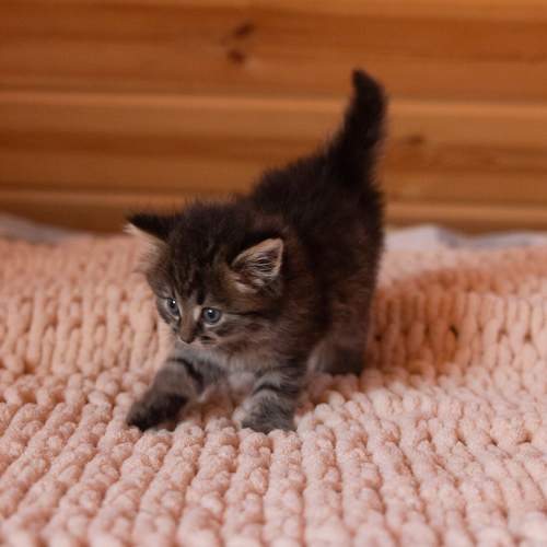 Photo #8653704