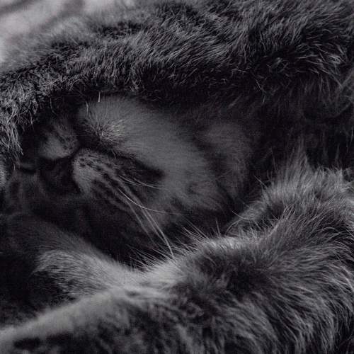 Photo #8653737