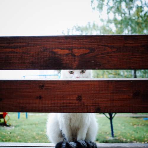 Photo #8654087