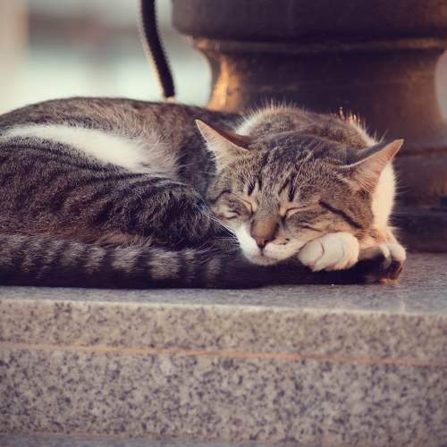 Photo #8654863