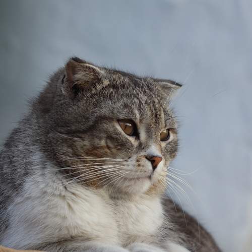Photo #8654965