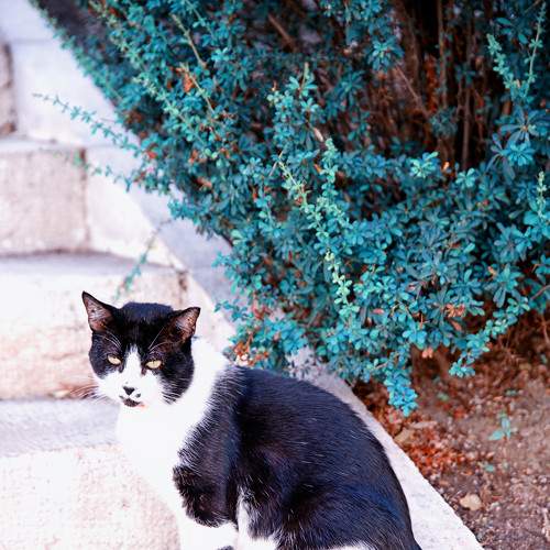 Photo #8655002