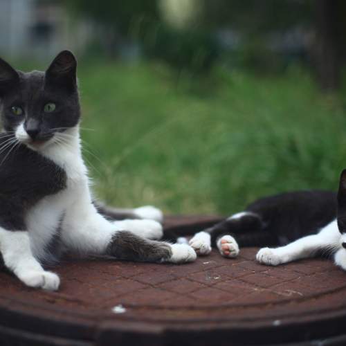 Photo #8655011