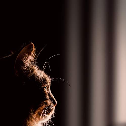 Photo #8655214