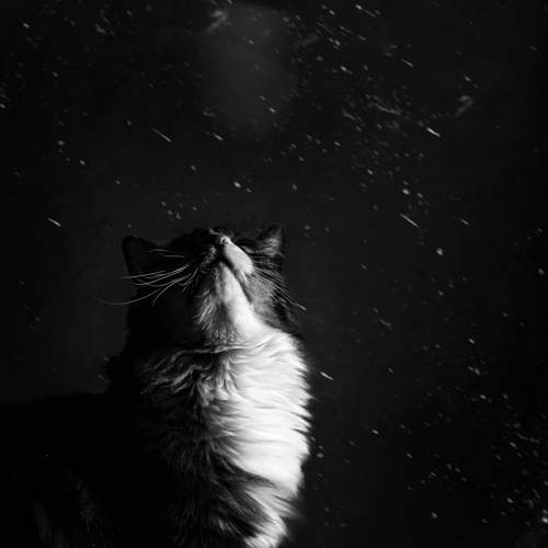 Photo #8655356