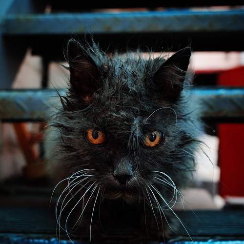 Photo #8656008