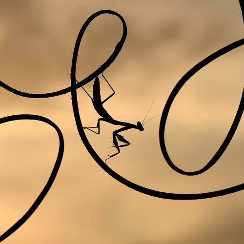 Under the stormy light