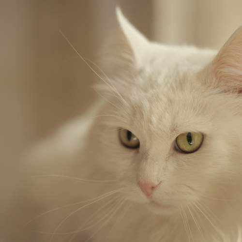 Photo #8656553