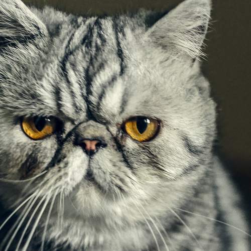 Photo #8657145