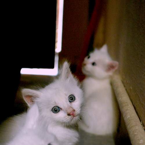 Photo #8657170