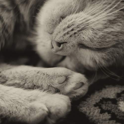 Photo #8657200