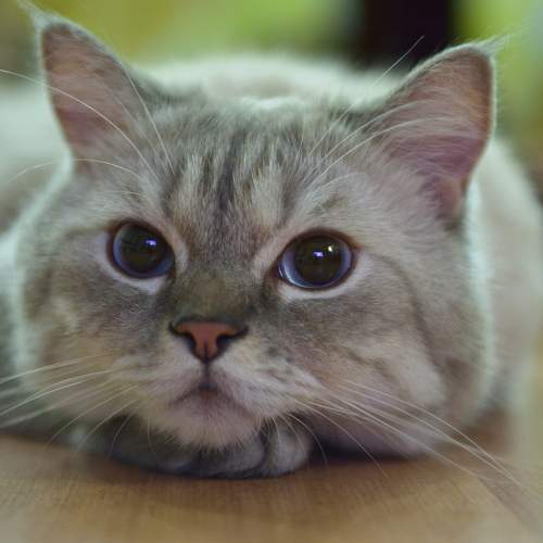 Photo #8657774