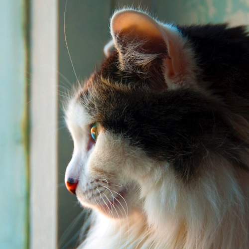 Photo #8657833