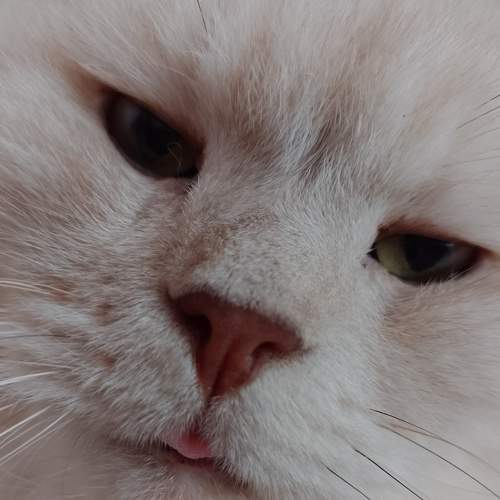 Photo #8658639