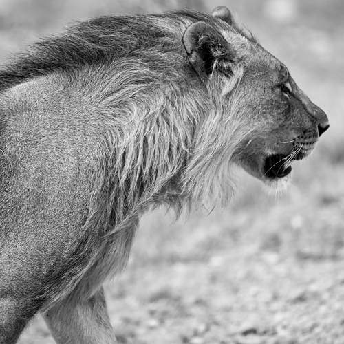 The King