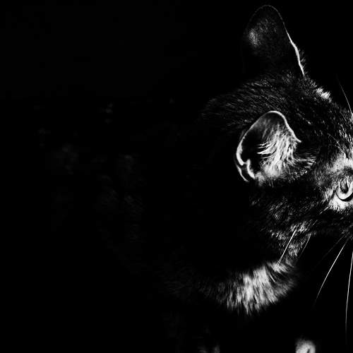 Photo #8659572