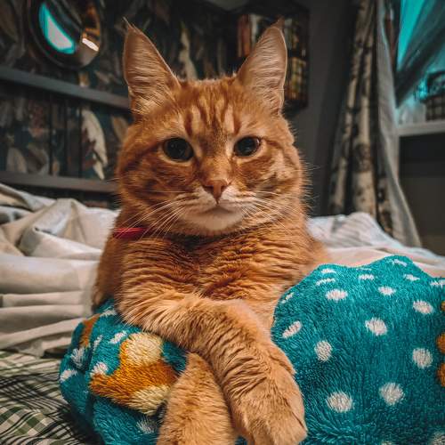 Photo #8660019