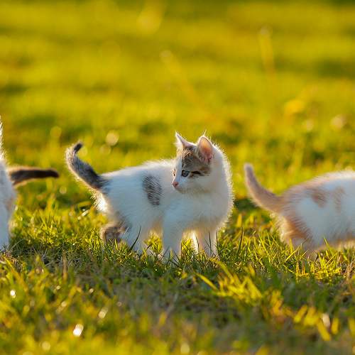 brothers