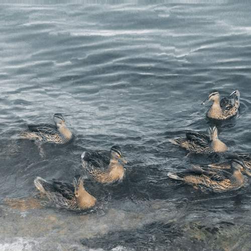 Photo #8660212