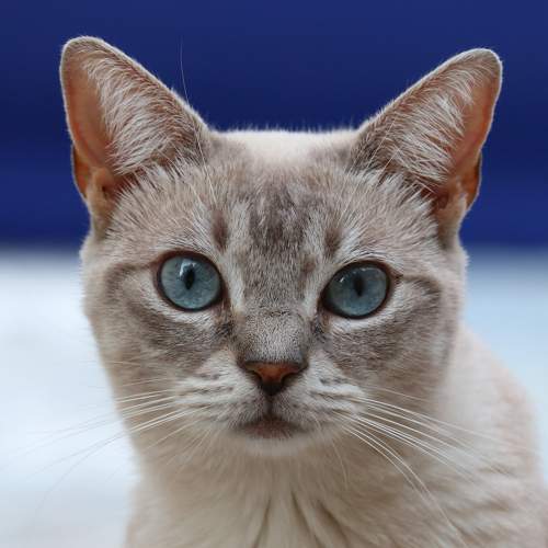 Photo #8660435