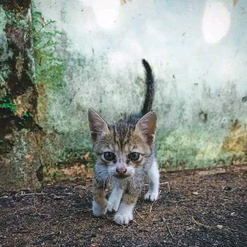 Photo #8660743