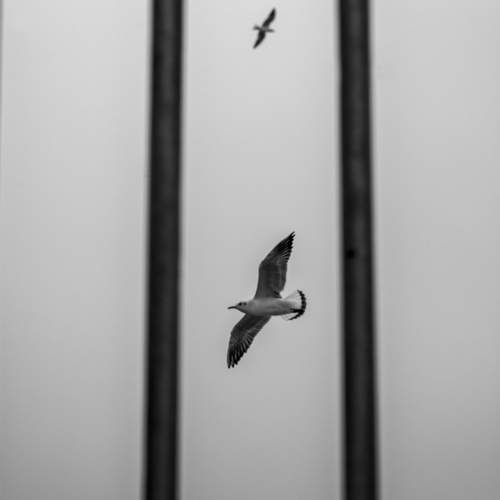 No flight